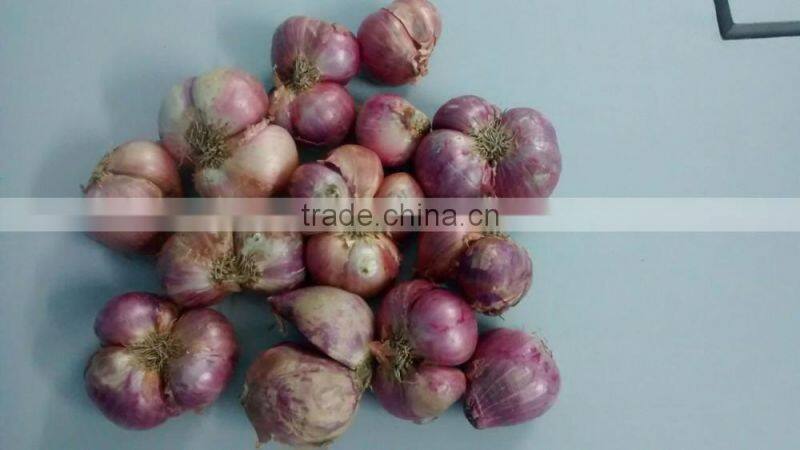Exporters of Indian Janda Onion