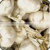 White Common Fresh Garlic