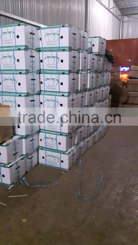 FRESH SWEET PEPPER / BELL PEPPER +84963818434 whatsapp