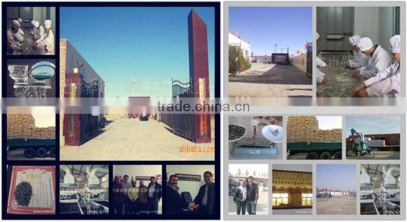 BULK Natural Common Dried Sunflower Seed