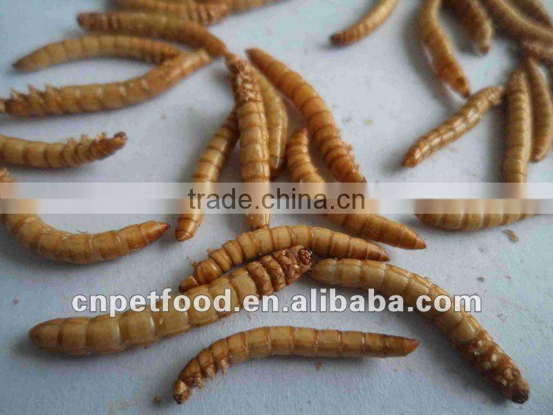protein natural feed dried mealworm bird food