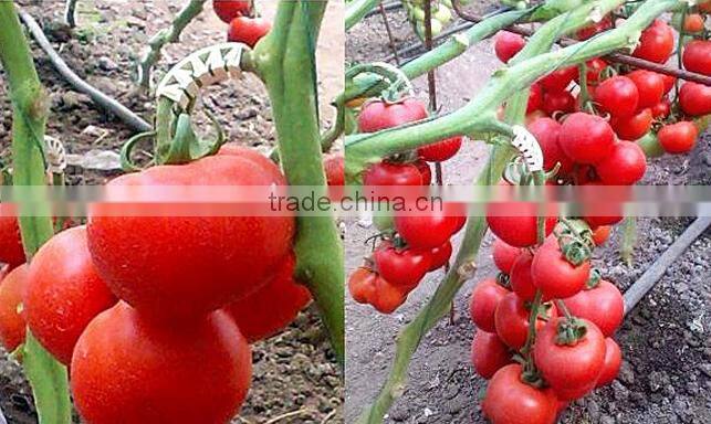 clear tomato grafting plant Clips