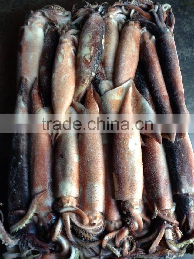 Frozen Squid Todarodes Pacificus