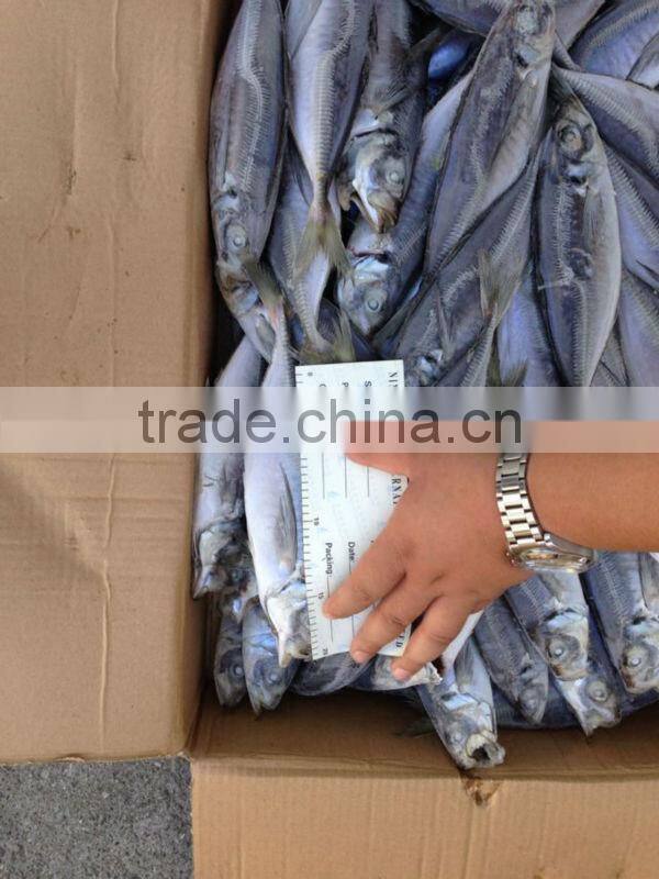 Seafrozen horse mackerel 20cm+