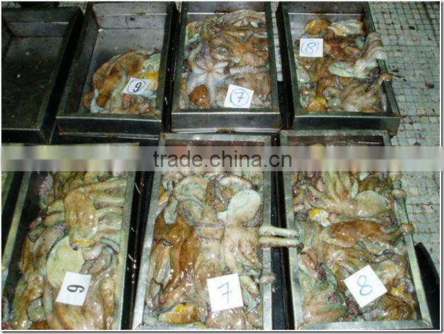 Seafrozen Octopus Whole Round from Morocco