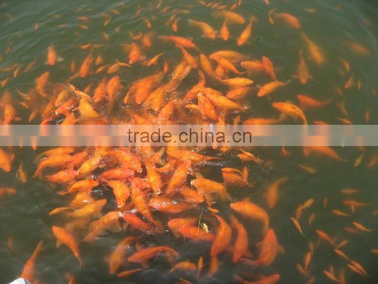 Professional food processing machine for pet food