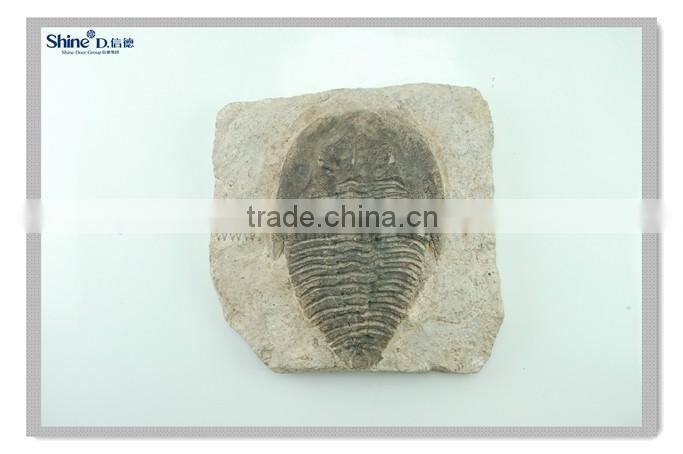 modern wall decor ocean animal fossil wall hanging decoration