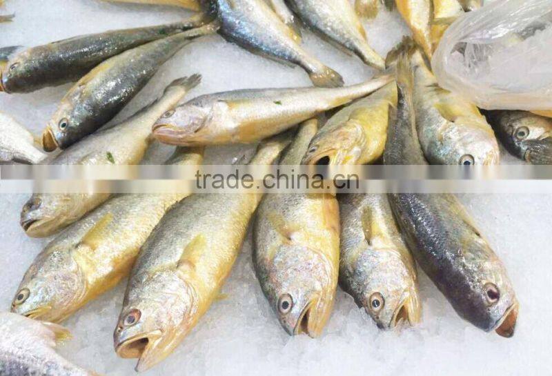 Frozen Yellow Croaker Export to USA