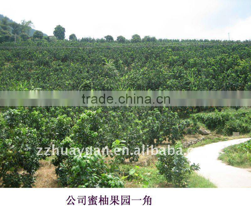 Fresh GuanXi top grade pomelo