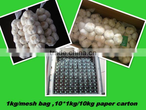 chinese fresh garlic supplier