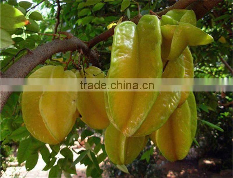 Carambola Fruit tress Seedling