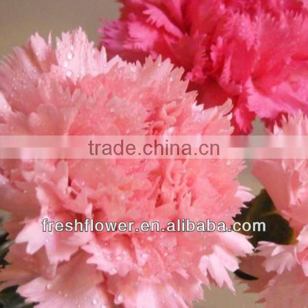 fresh cut carnation flower