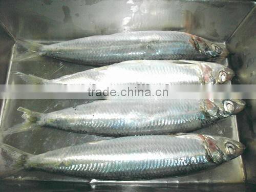 W/R frozen sardine 80-120g for canning or market