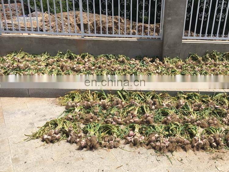 hand planter for garlic / Hand push garlic seeder / Garlic planting machine