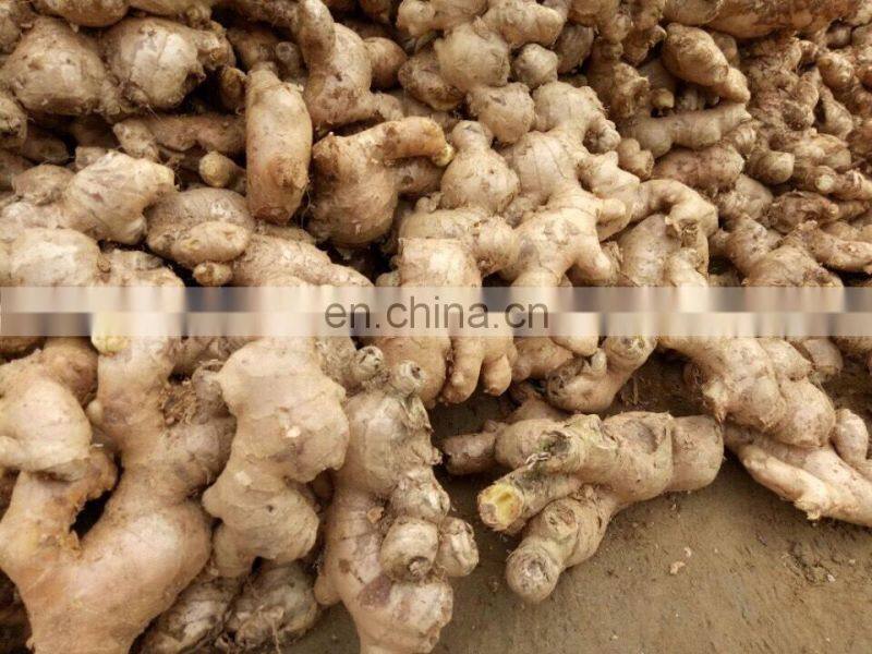 Fresh Ginger from Vietnam