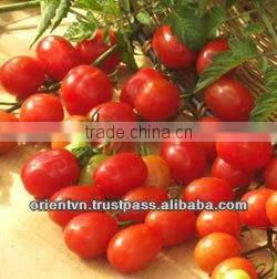 Best Selling PICKLED CHERRY TOMATOES