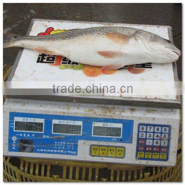 Frozen fresh sciaenops ocellatus fillet