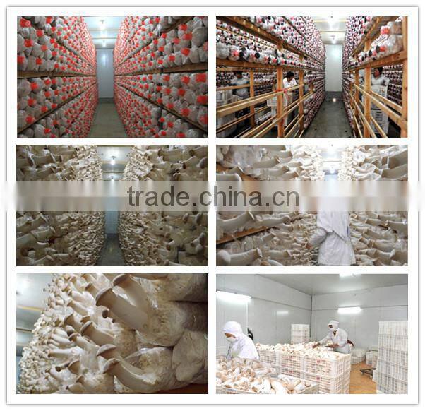 2014 fresh Pleurotus Eryngii for sale