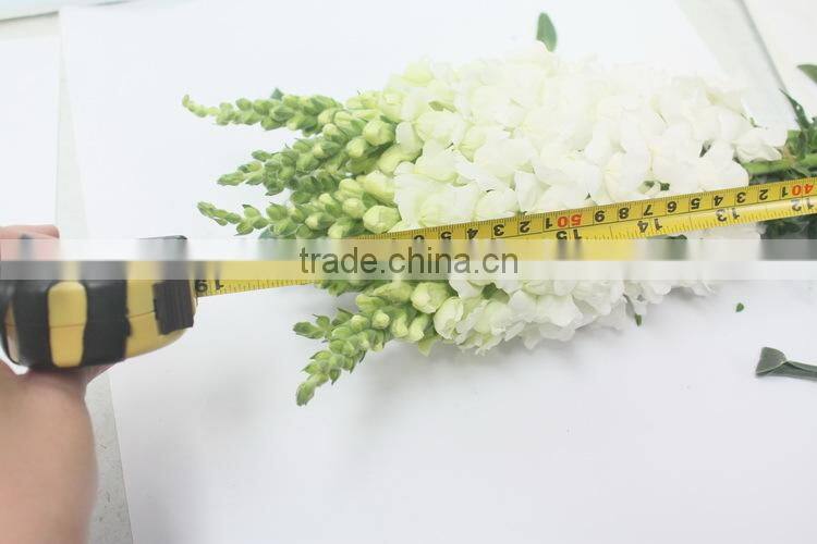 Reasonable price hot-sale high germination snapdragon seeds