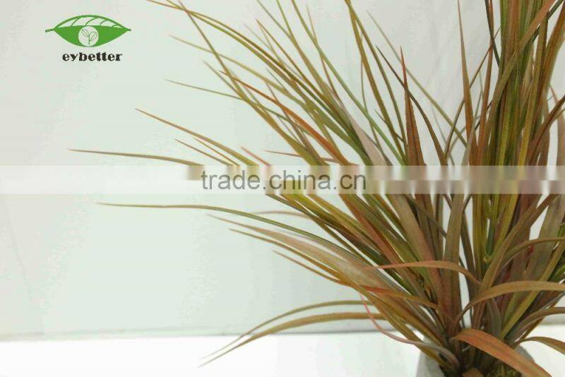 hot selling narture green air plants bonsai for garden decoration