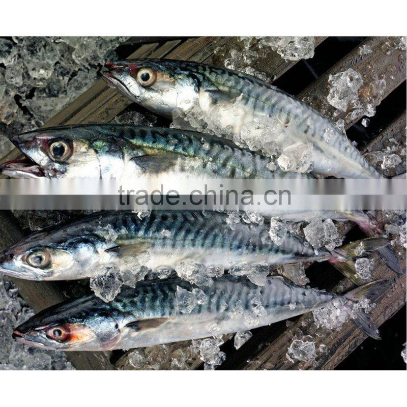 High quality sea frozen fish mackerel wholesale