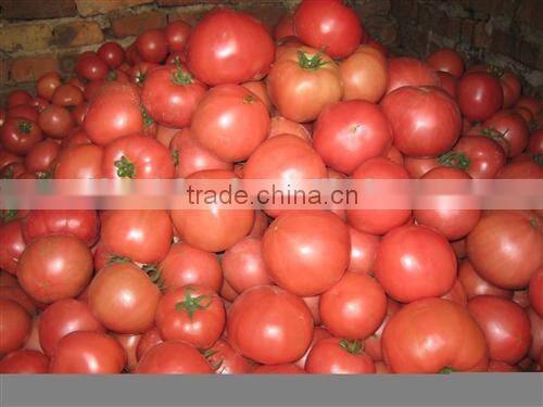Fresh Tomato Exporter
