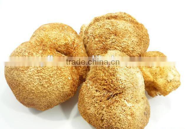 100% pure lions mane/hericium erinaceus mushroom extract
