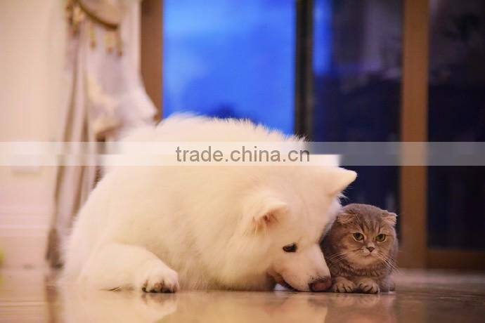 Dust Free Pet Bentonite Cat Toilet Litter From China
