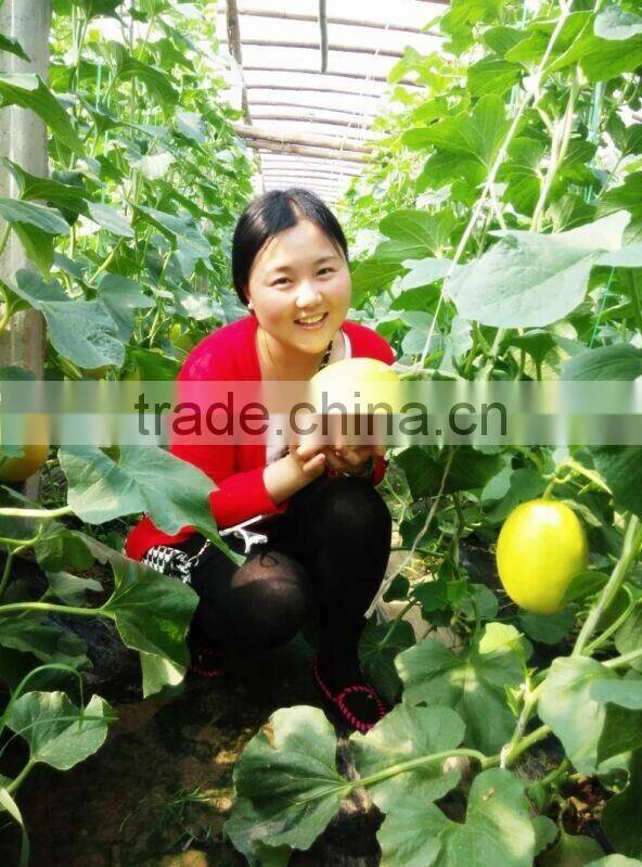 liquid bio fulvic acid seaweed concentrate fertilizer