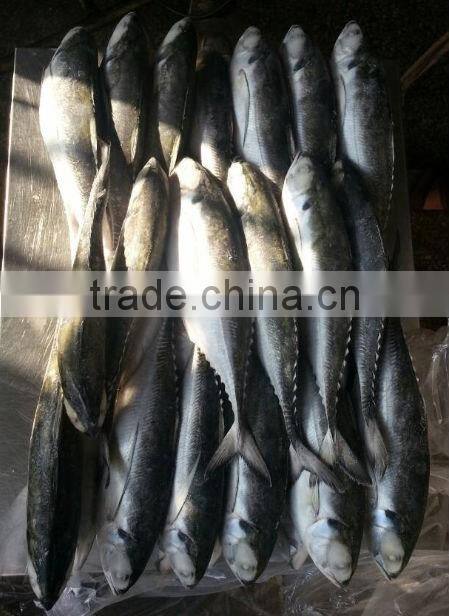 flowerhorn food jack mackerel