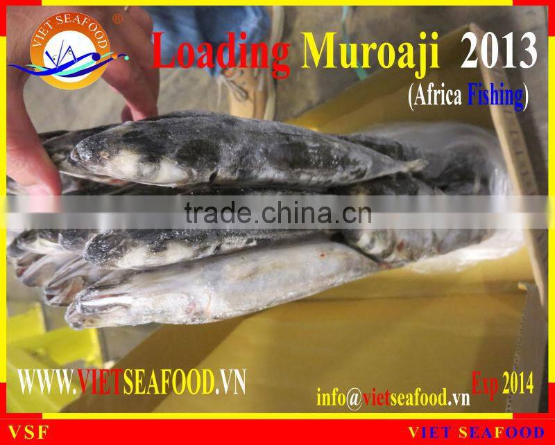 LOADING MUROAJI FOR TUNA BAIT