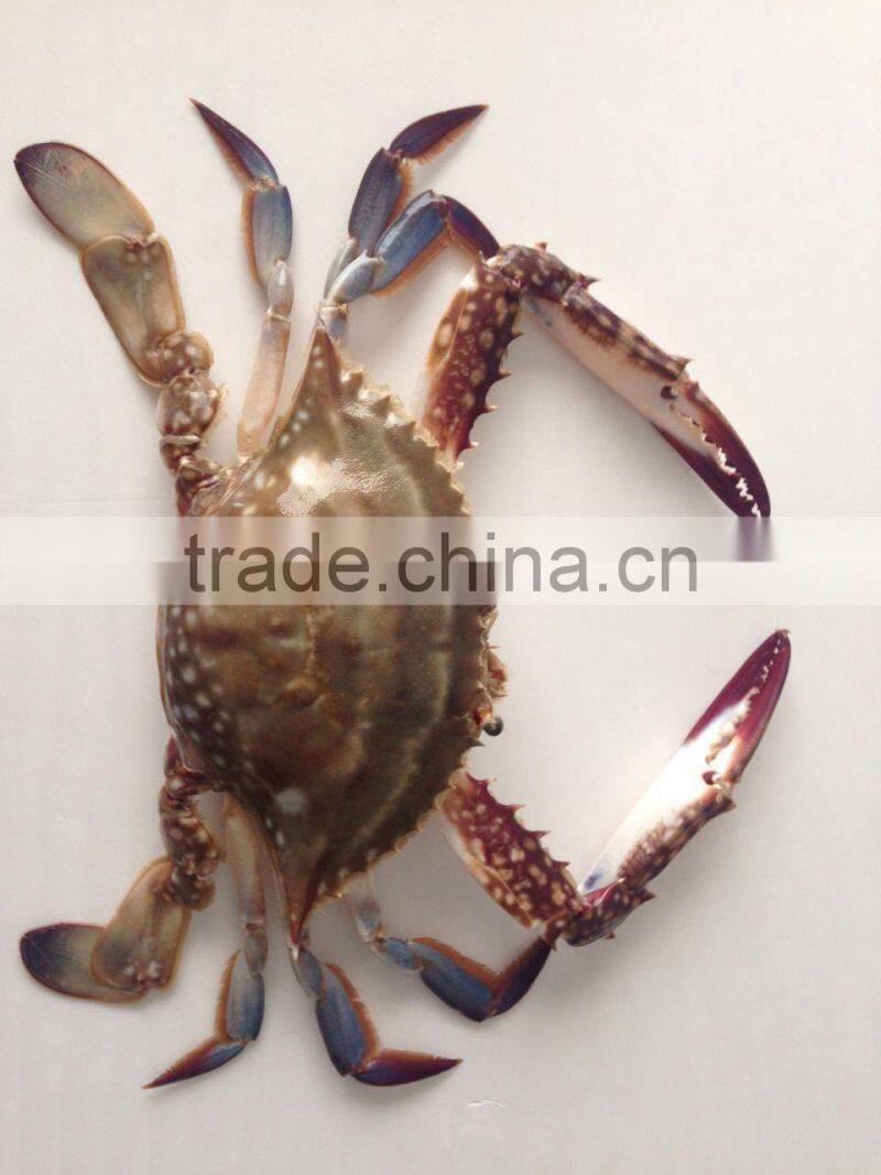 Frozen whole round Swimming Crab