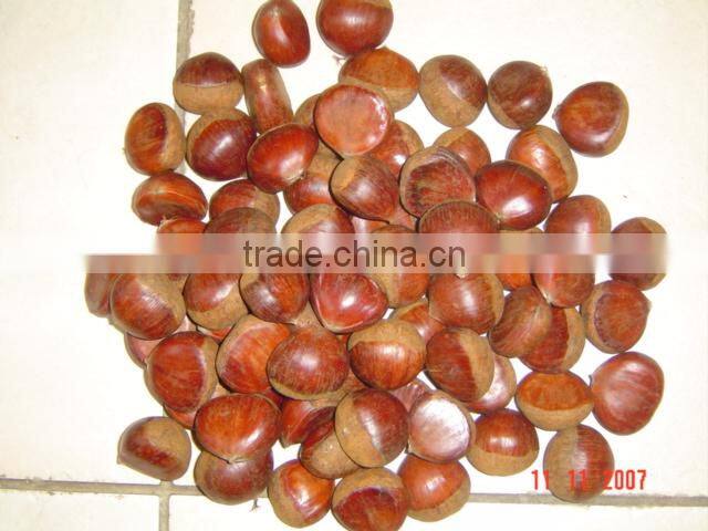 supply Chinese fresh chestnut