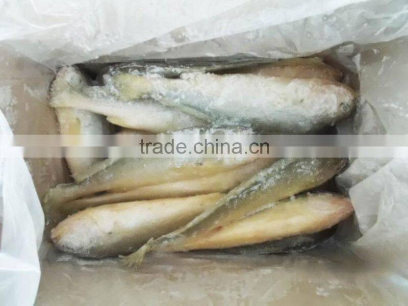 Frozen Yellow Croaker Fish Farming 500-600g