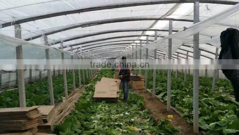 fresh new crop chinese cabbage