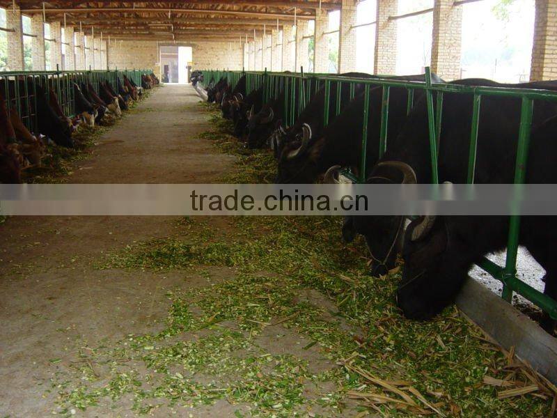 Warm Season Pennisetum Forage Seeds