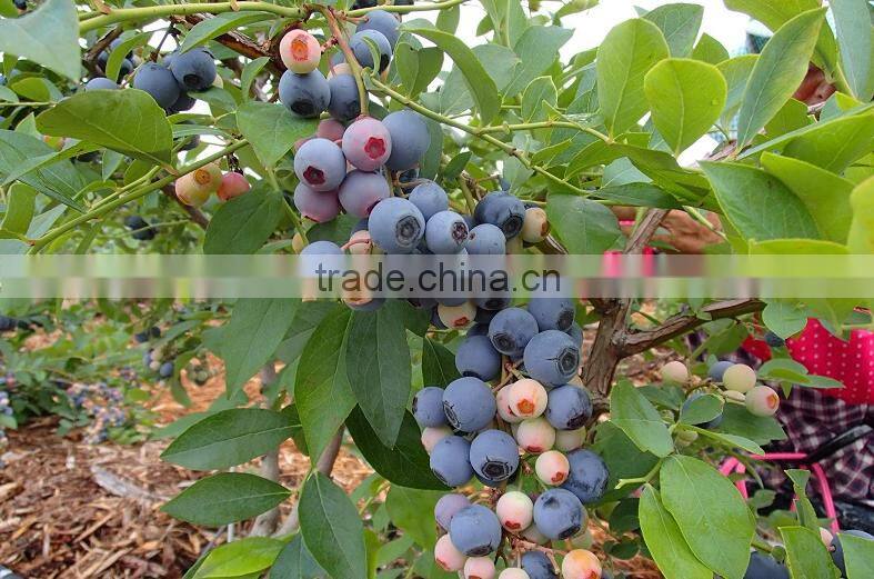 Japanese High Quality Fresh Blueberry Fruit Juice Concentrate
