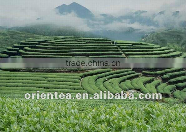 Organic High Mountain Green Tea Organic Yun Wu Green Tea