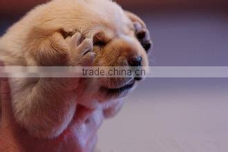 pet accessories wholesale short plush novelty leopard print luxury dog bed