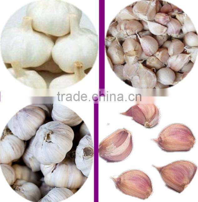 Low electricity consume high efficiency Garlic clove seperating machine