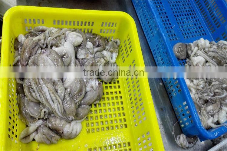 fresh frozen baby octopus