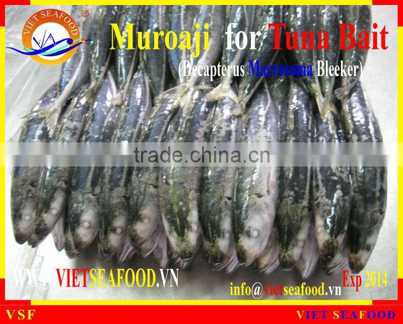 FROZEN MUROAJI FOR TUNA BAIT