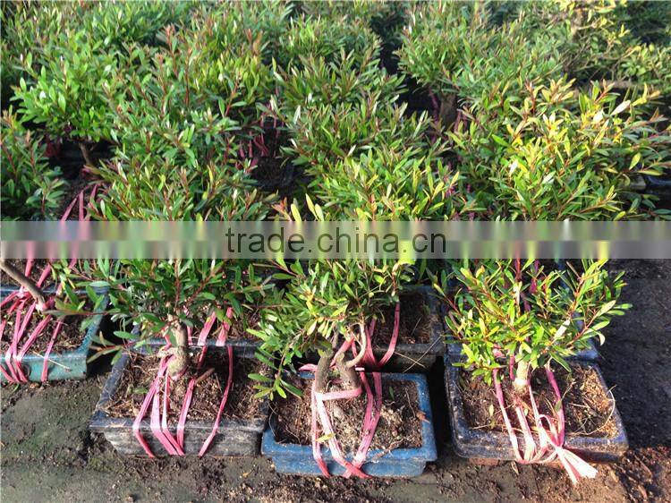 Syzygium buxifolium bosnai S shape