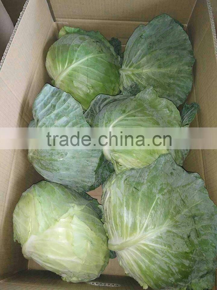 GIMEX VIETNAM FRESH CABBAGE CHEAP