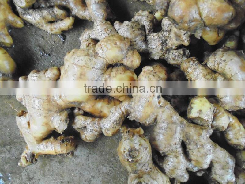 Hight Quality fresh Ginger best price
