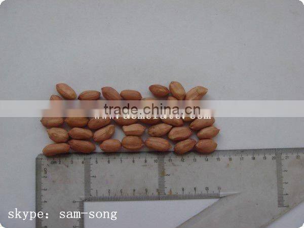 Groundnut Peanut Kernels