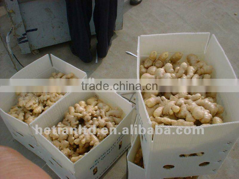 dried skin fresh ginger