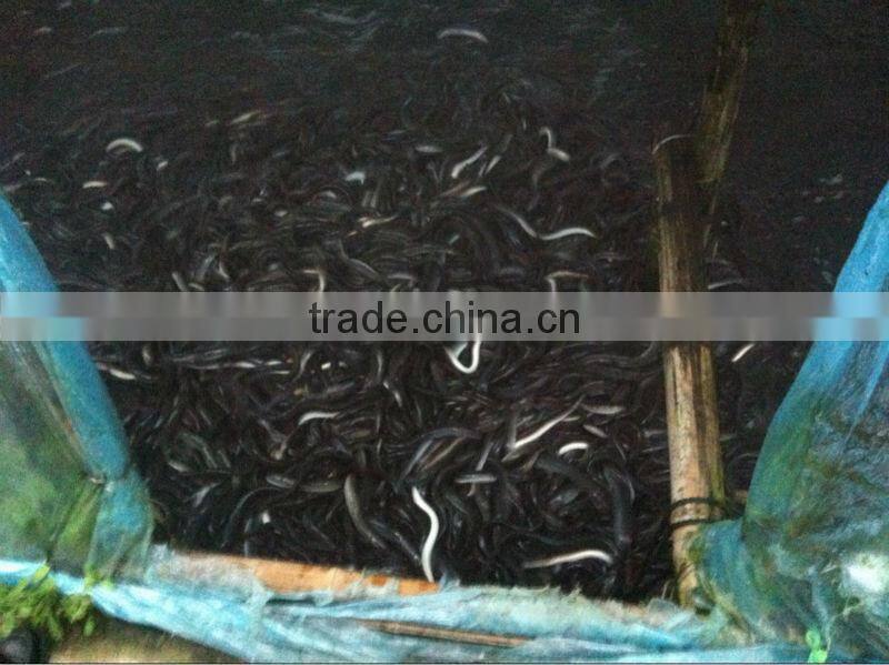 Supply Natural Eel Feed Powder in Bulk
