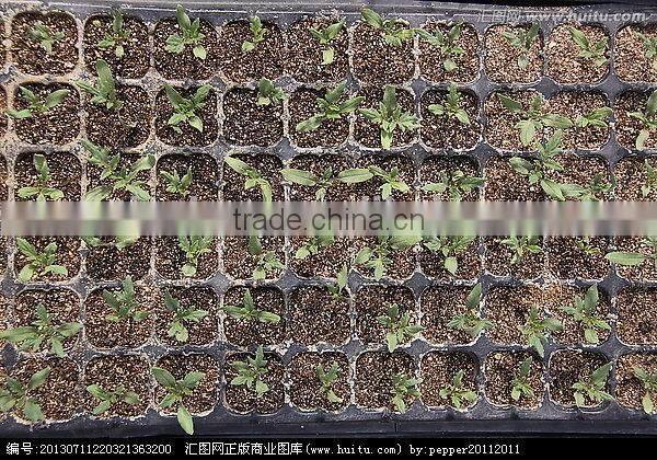 Newest Crazy Selling black seedling tray