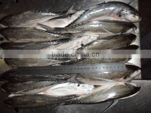 frozen hard tail scad 60/80 per carton from China